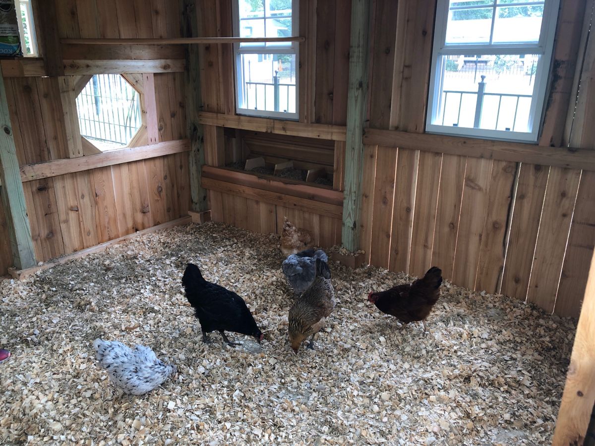 Fay s Got Chickens The Fay School Blog Fay s Got Chickens The Fay School Blog