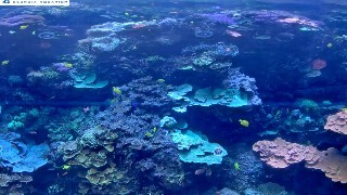 印度太平洋大堡礁