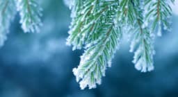 Snow covered evergreen branch