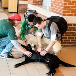 Lombardi the service dog