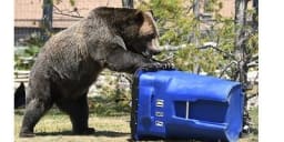 Bear trying to get into tash cart