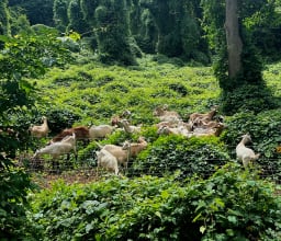 Goats at Harvey