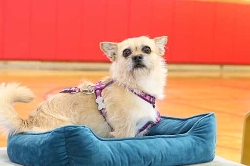 International Best Selling Author Dion Leonard And Fluffy Sidekick Gobi Visit Ash Lower School News Details
