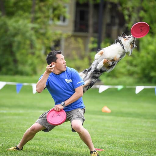 canine frisbee competition