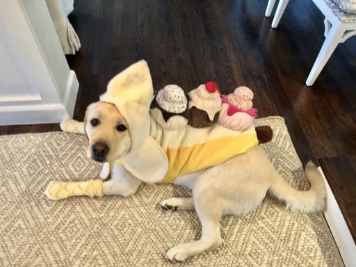 Halloween Pet Costume Contest 2020 Mount Tamalpais School