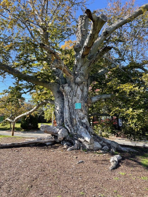 Copper Beech Tree Project Lincoln School
