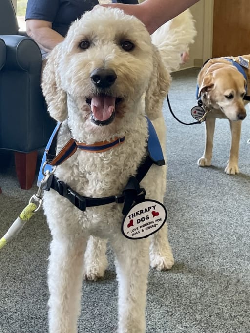 Furry Friends Therapy Dogs at NMH News Story