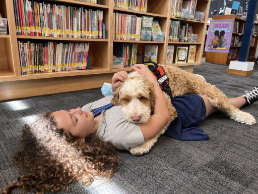 Pressure therapy dog on sale