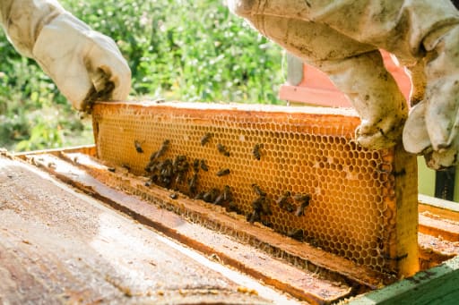 IV. Beekeeping as a Tool for Conservation