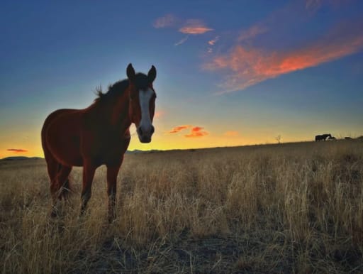 Horse on the Prairie at sunset