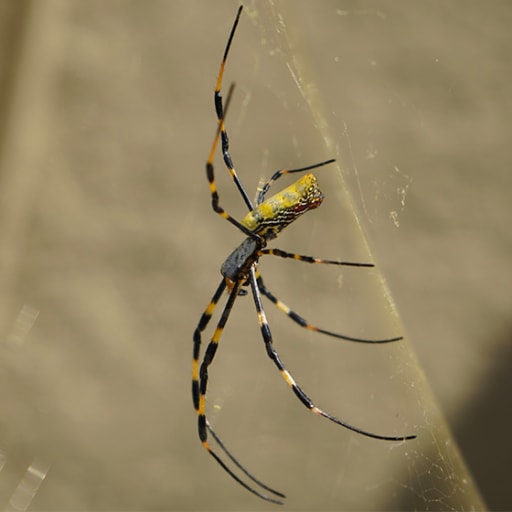 Joro spider is rapidly spreading in the U.S. They're not after you