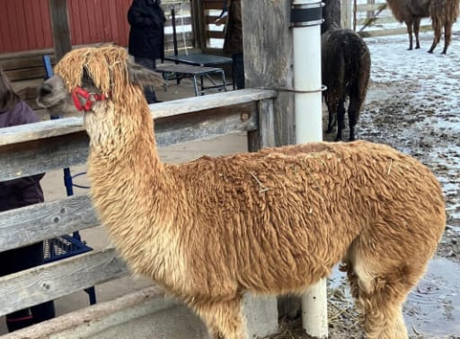 Bethlehem farm store sells Alpaca fleece