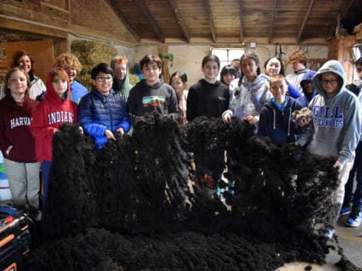 Sheep Shearing Day at Home Winds Farm: A Hands-on Lesson in 