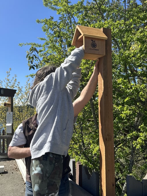 Student installing a bee house