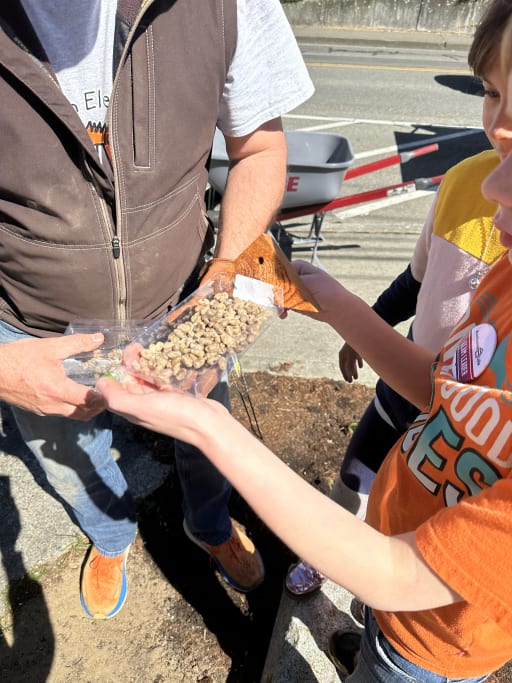 An adult and a student adding mason bees to a tray