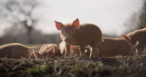 New film based on OM Isabella Tree's book, Wilding, has hit cinemas | News  Details