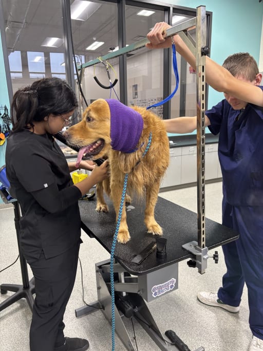 A golden retriever stands on a grooming table while two people attend to it.