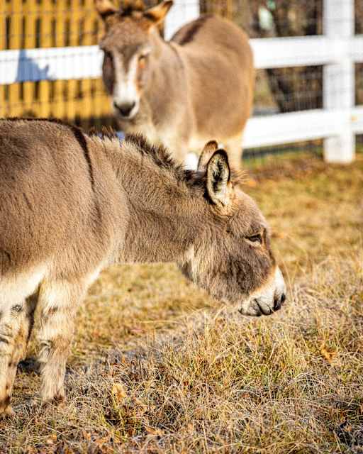 Meet Geoffrey and Dominick: Home Winds' Resident Donkeys Find a