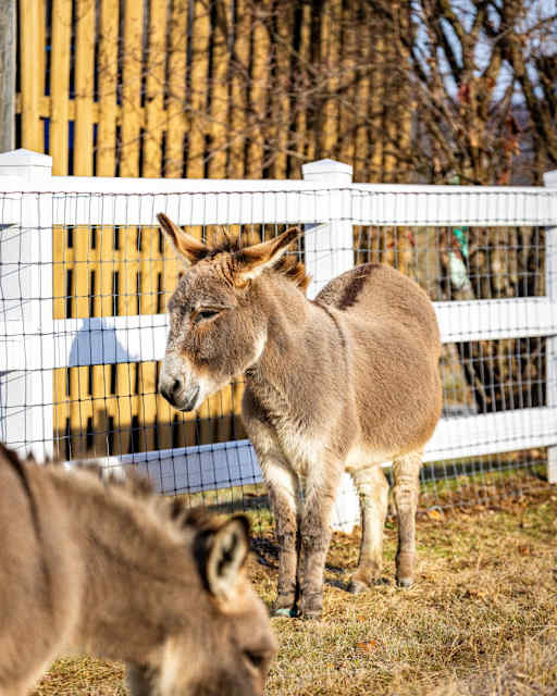Meet Geoffrey and Dominick: Home Winds' Resident Donkeys Find a