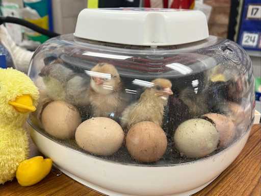 Park Avenue kindergarten students welcome spring chickens | Post