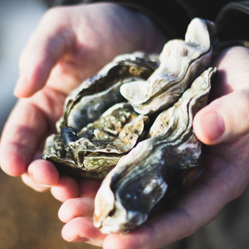 Oyster in a hand