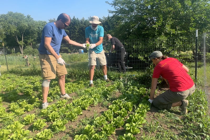 Staff harvesting lettuce
