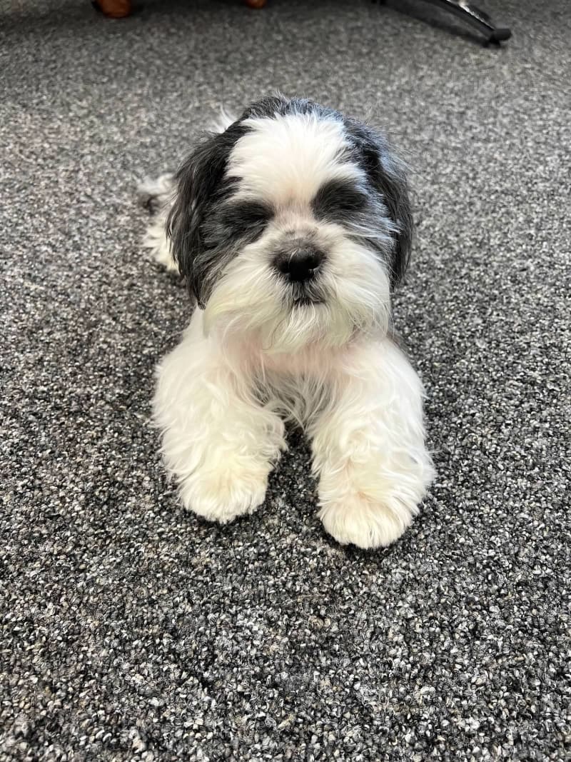 dog