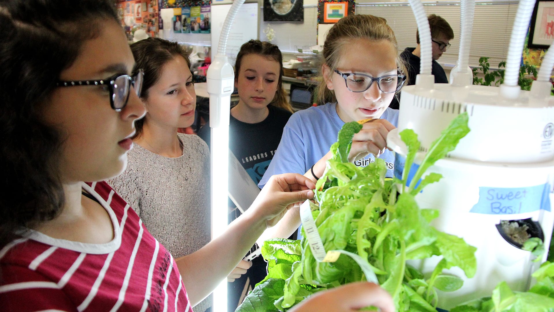 Seventh graders at Chief Joseph Middle School check plant growth on their hydroponics tower project.