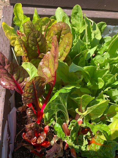 Green Grauer Our Garden Is Growing March 31 2020 Update Post Details The Grauer School