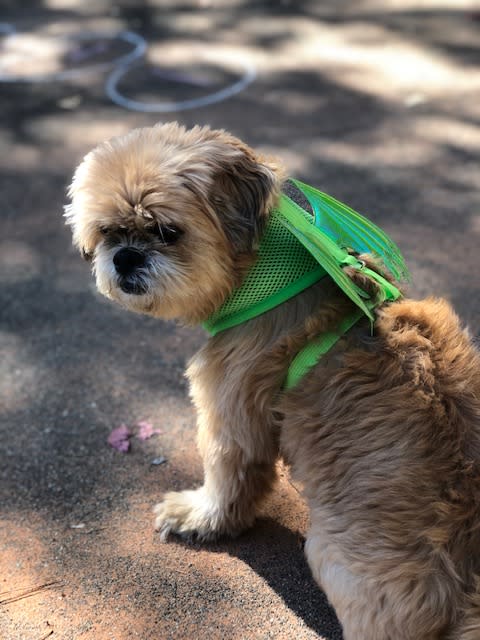 MHS to Hold Halloween Pet Costume Contest Benefit : Maui Now