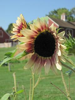 Plant a Row for the Hungry Town of West Hartford