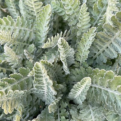 Green yarrow leaves
