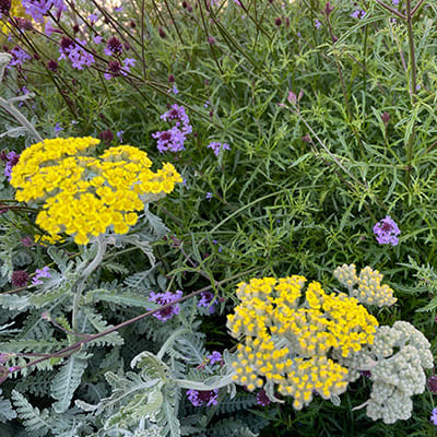 yelow yarrow plant