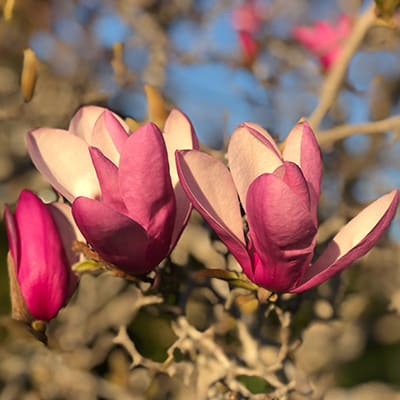 Pink Magnolia flowers