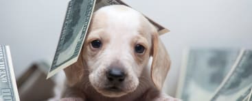 image of puppy hiding under money