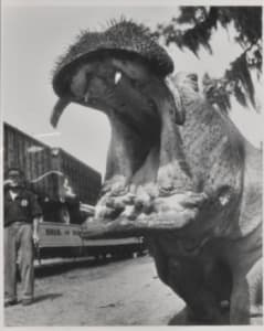 Historic Hutto Hippo photo