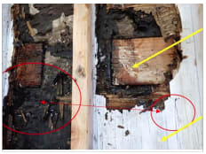 Rotten, blackened wood with red circles and yellow arrows in the foreground is set against a light-colored background.
