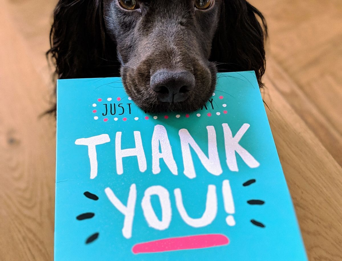 how do you teach your dog to say thank you