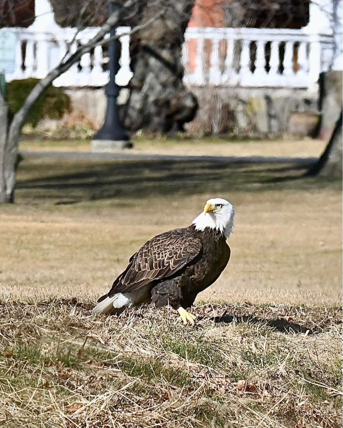 Bald eagles know nest building means bonding time