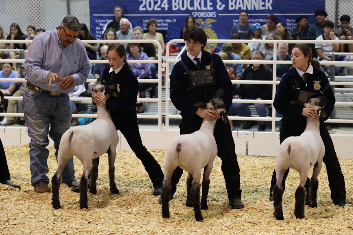 46th Annual Spring Branch FFA Show Sale February 2024 Featured News   Livestock Show 2024 Tn 