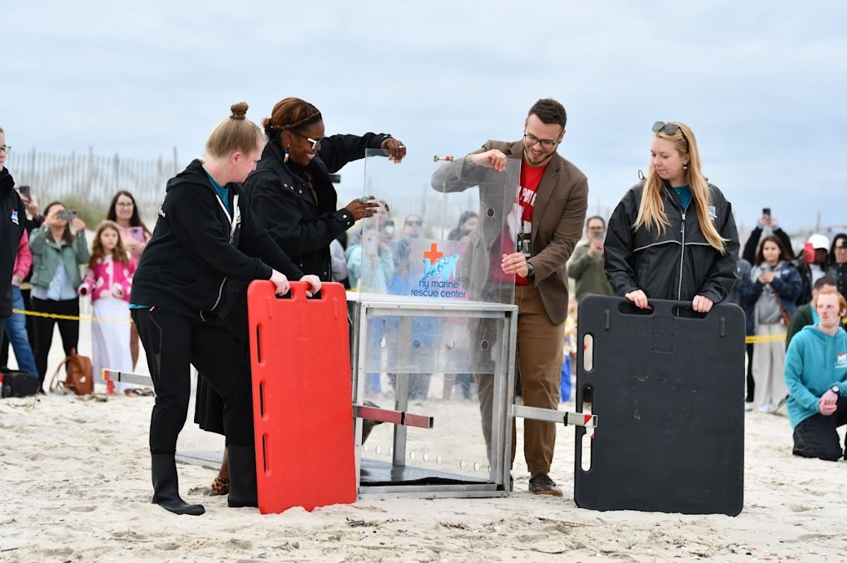 William Floyd Middle School Animal Science Club Releases Adopted Seal