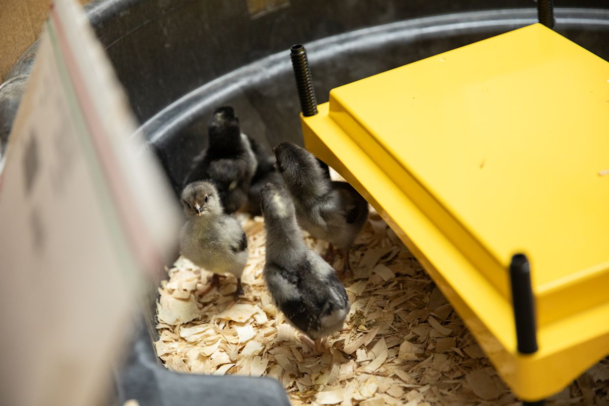 Hatching a new course: Students learn about Agricultural and Natural ...