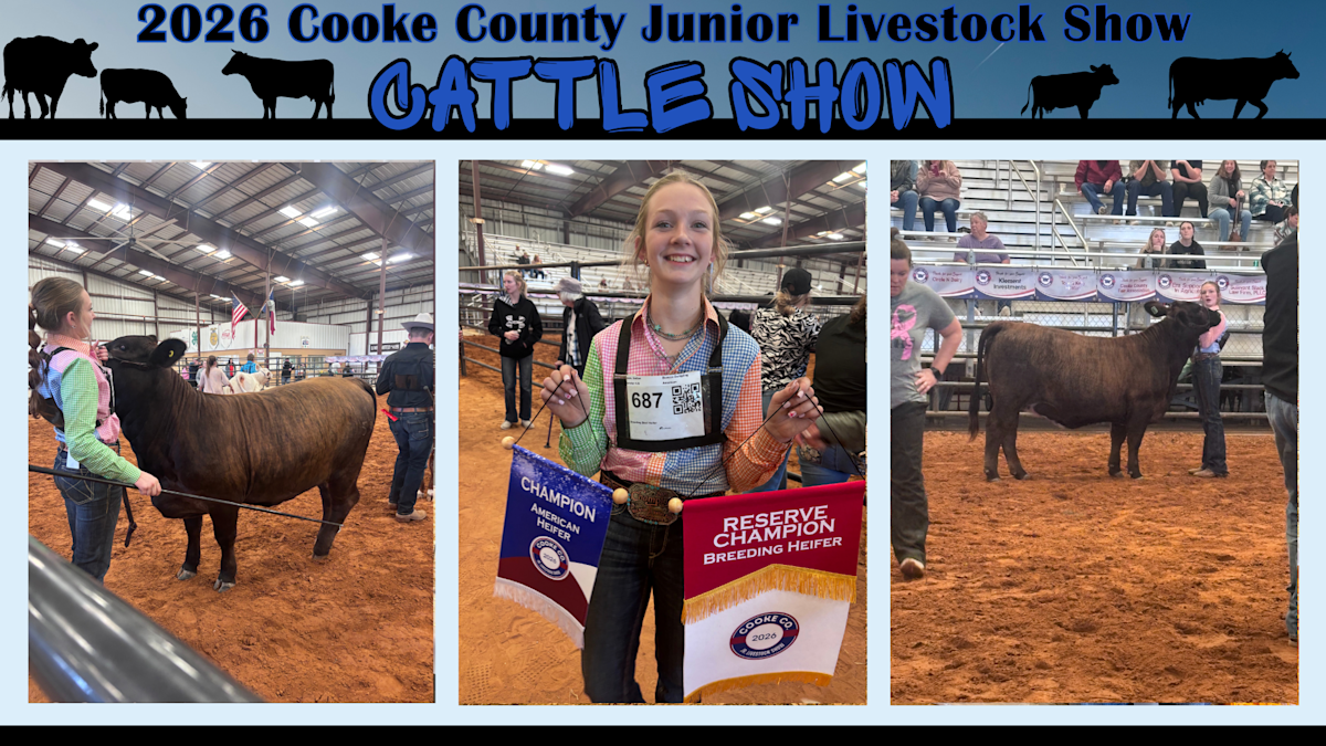 Cooke County Junior Livestock Show - Cattle Competition | Post Details