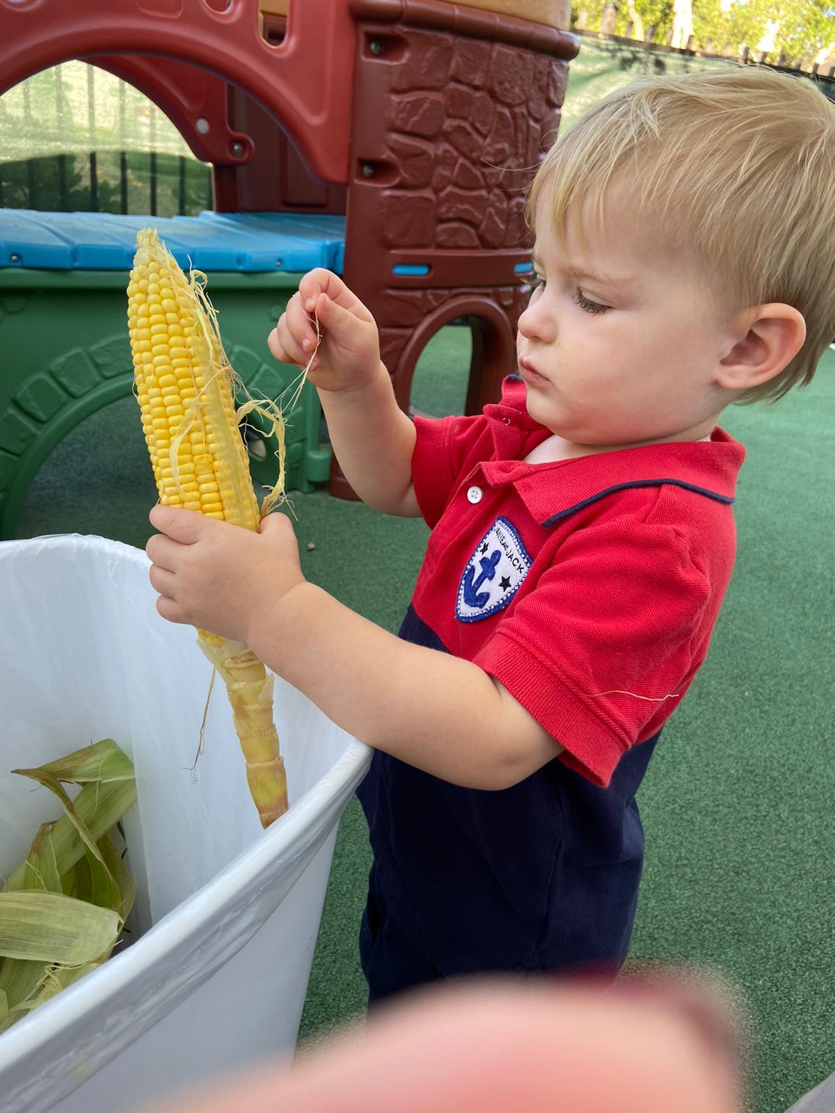 AMS Toddlers Learn to Shuck Corn News Post Alexander Montessori