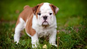 A fluffy bulldog puppy stands in the foreground on a grassy field, with a blurred green background.