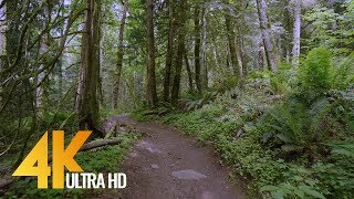 Virtual Forest Walk