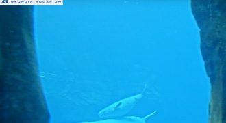 Beluga Whale Cam