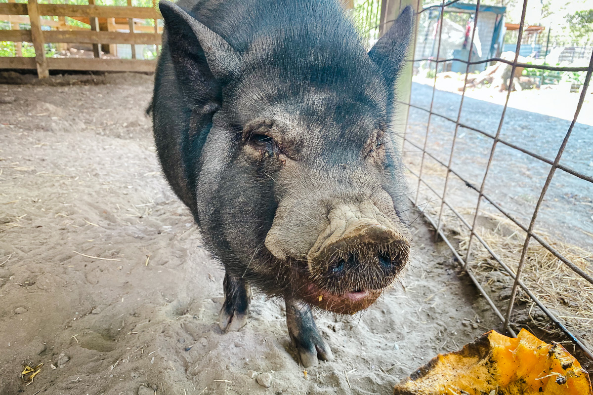 Animal Science Field Trip | News Post General - Mount Carmel Academy