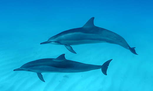 Dr. H's Research Helps Hawaiian Spinner Dolphins | Latest News from ...