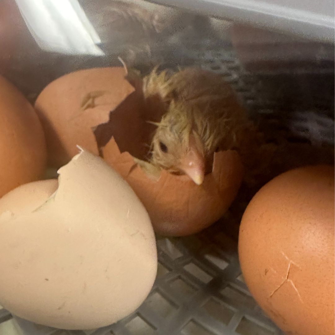 kindergarten-peeps-news-post-page